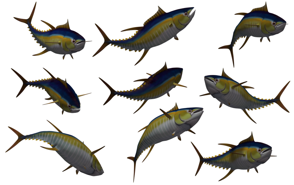 Fish - Tuna 02