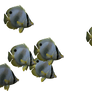 Fish Set 05