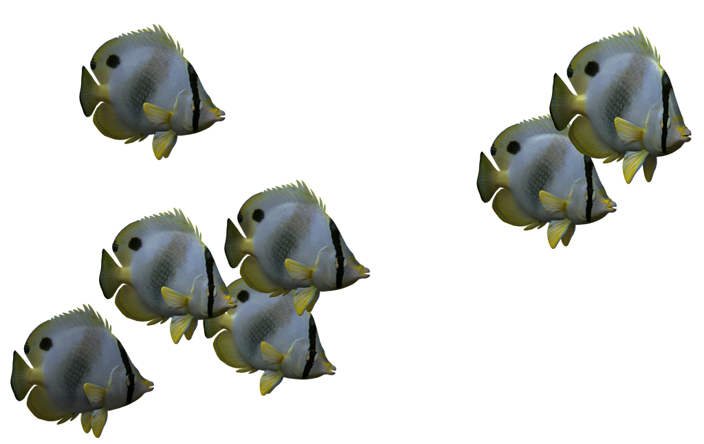 Fish Set 05 by Free-Stock-By-Wayne on DeviantArt