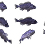 Fish Set 09