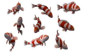 Fish Set 16