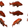 Fish Set 23