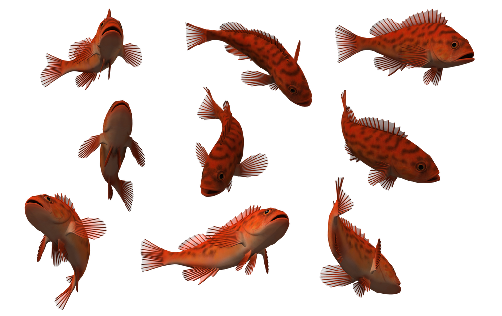 Fish Set 24 by Free-Stock-By-Wayne