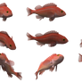Fish Set 25