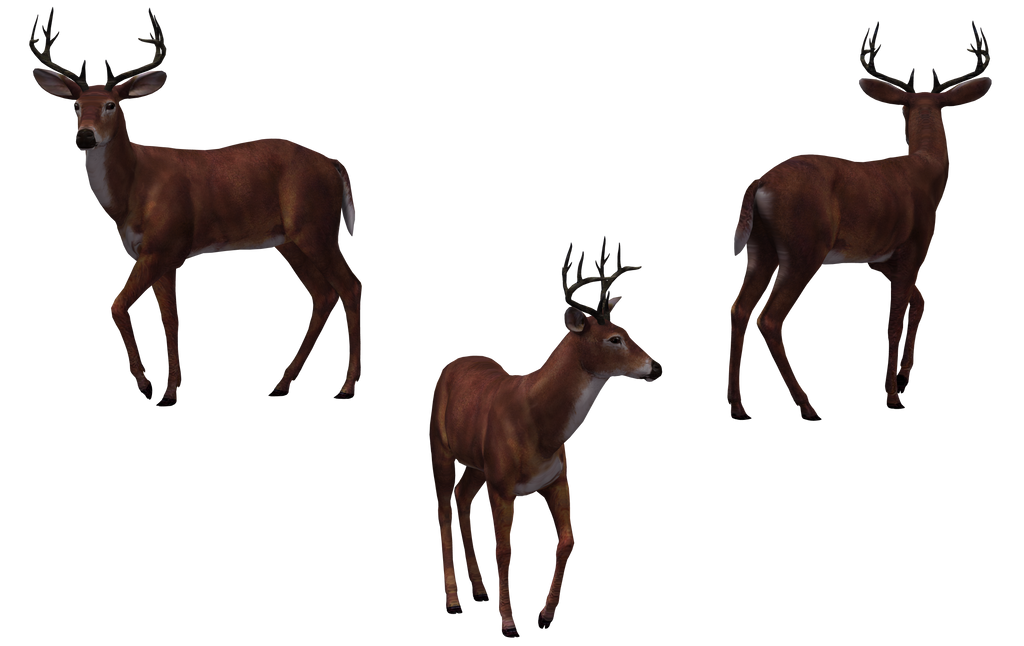 Deer - Buck 02