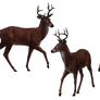 Deer - Buck 08