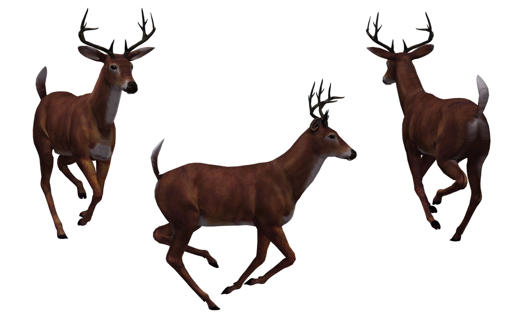 Deer - Buck 13