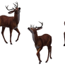 Deer - Buck 14