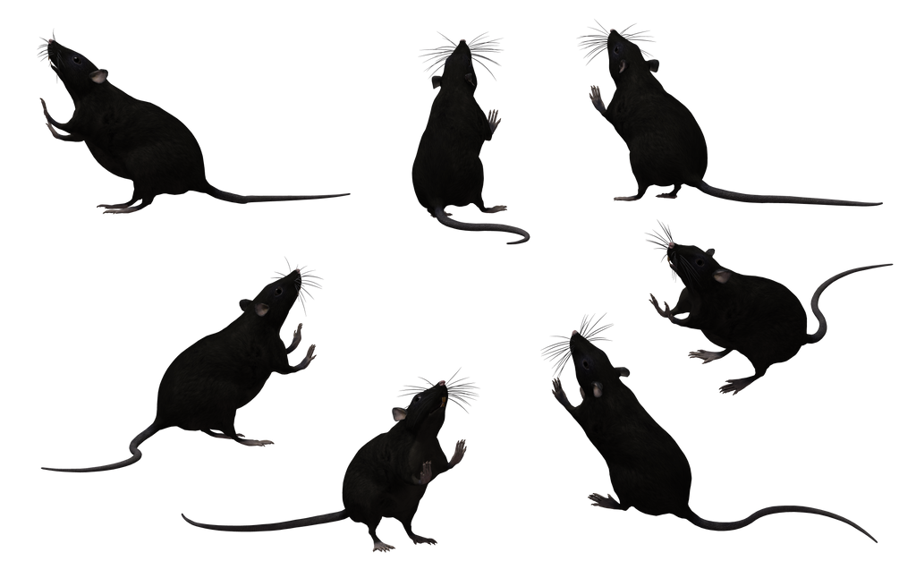 Black Rats Poster Black Rat Set 07 by Free-Stock-By-Wayne on DeviantArt