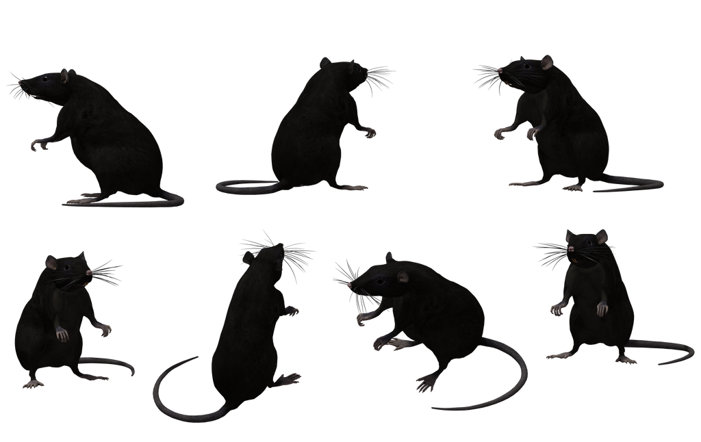 Black Rat Set 08