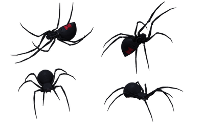 Black Widow Spider Set 11