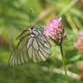 Butterfly on a clover flower