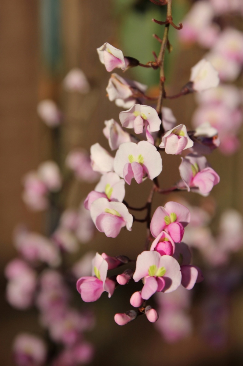 Pink flowers