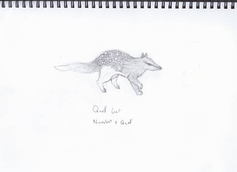 Quoll-bat