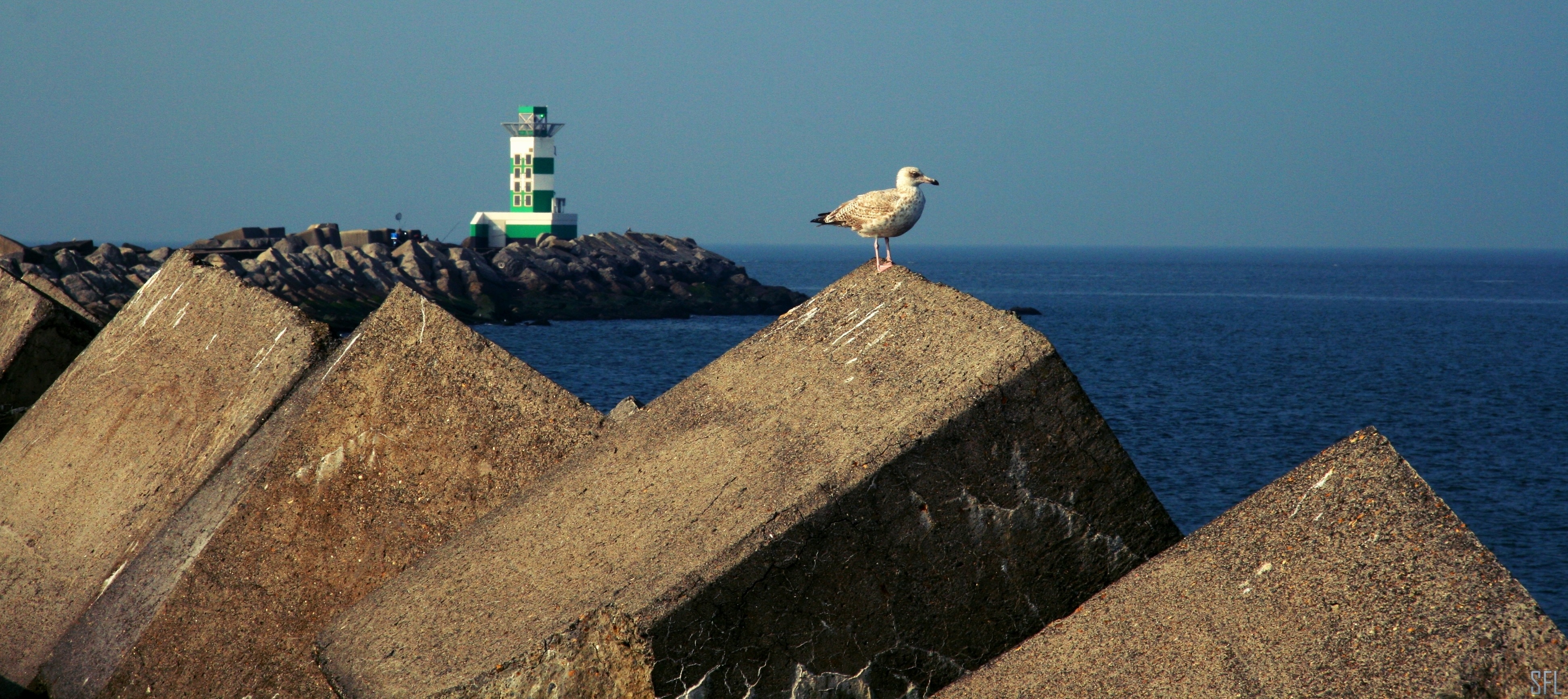 SEAGULL 3