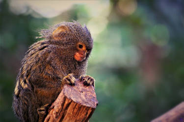 Explore The Best Monky Art Deviantart Explore The Best Monky Art Deviantart
