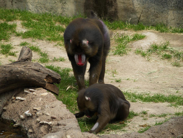 Primates Deviantart primate 27 by sintercia on DeviantArt