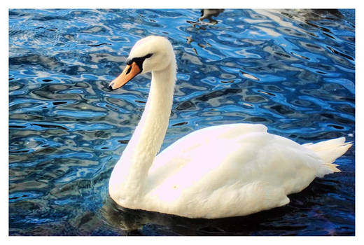 Swan on the river