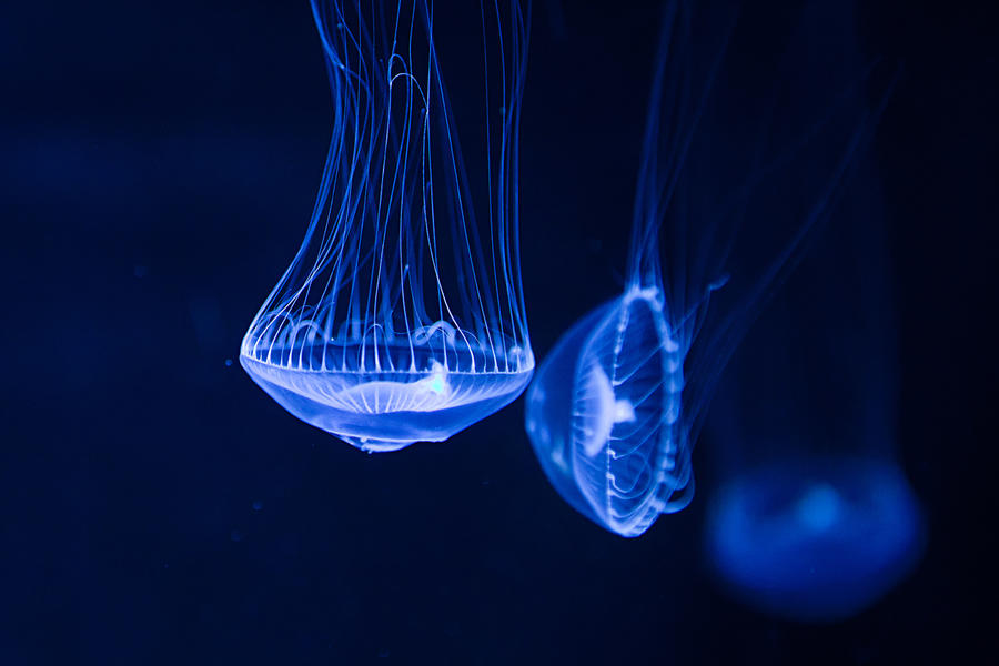 Jelly Fish At Mystic Aquarium by ignaurus