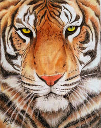 Wild Cat - Pencil Art by SreejaRenganath