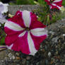 Red and White Flower