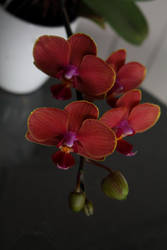 Pretty Orchids by darthblueash