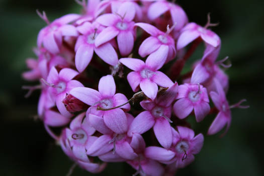 Flower Sphere