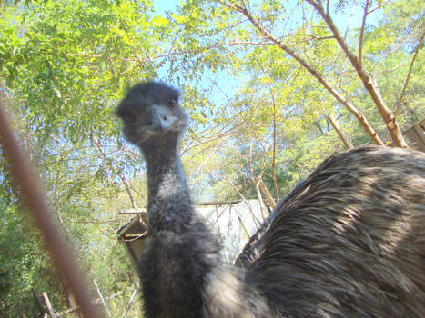 Emu Stare