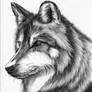 Wolf - Lobo