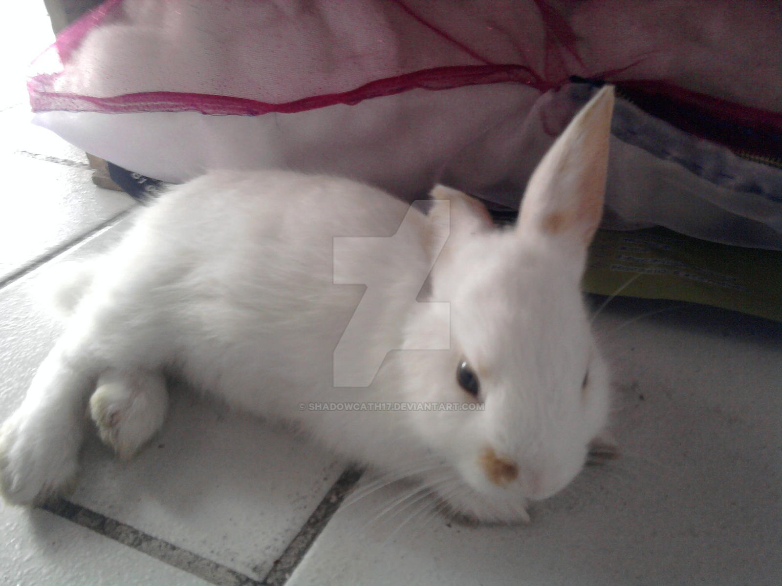 My bunny