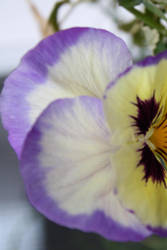 Pansy