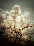 Clouds and thorns STOCK