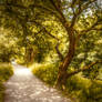 Path by trees STOCK