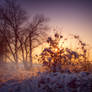Sunset snow scence STOCK