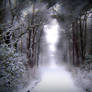 Stock: Winter snow in forest