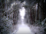 Stock: Winter snow in forest