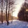 Stock: Winter snow in forest 2