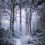 Stock: Winter snow in forest 2