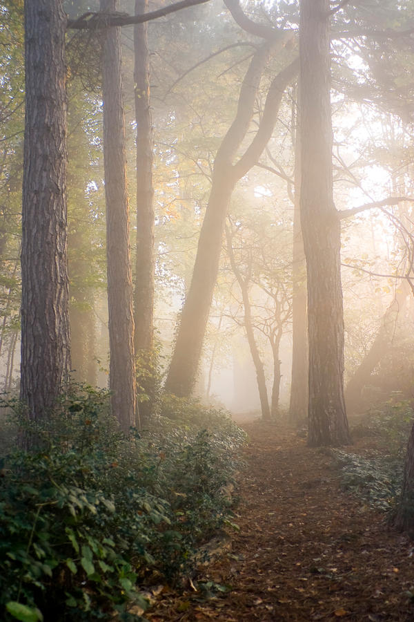 STOCK: Misty Forest