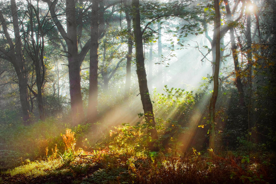 STOCK: Misty Forest light 2 by needanewname