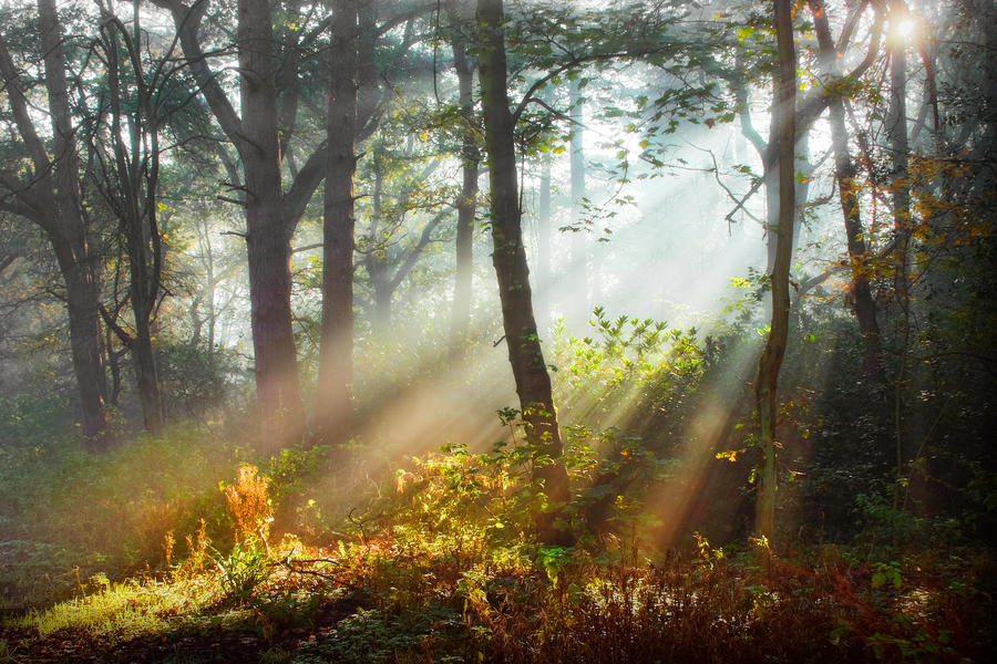 STOCK: Misty Forest light 2