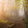 STOCK: Misty Forest light 4
