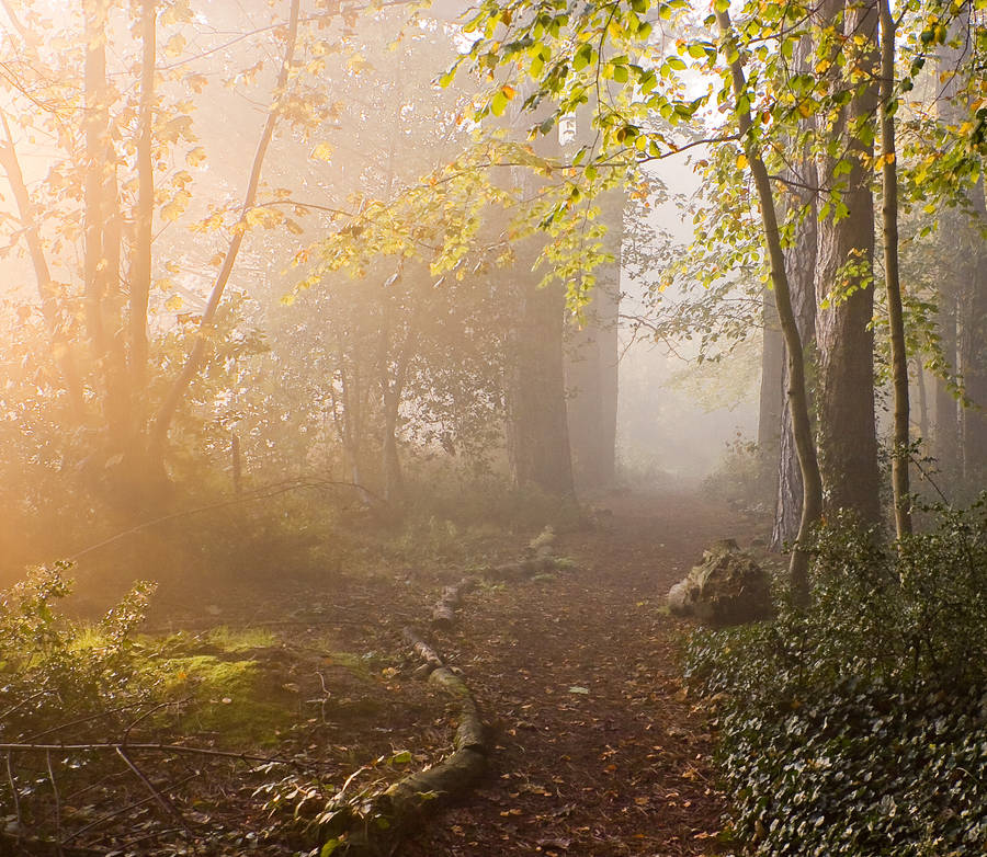 STOCK: Misty Forest light 4 by needanewname