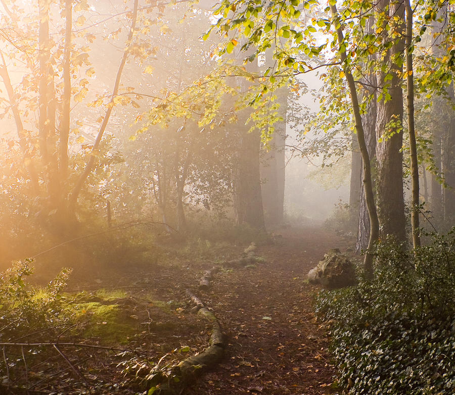 STOCK: Misty Forest light 4 by needanewname