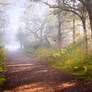 STOCK: Misty Forest light 6