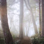 STOCK: Misty Forest light 7