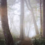 STOCK: Misty Forest light 7