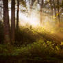 STOCK: Misty Forest light 8