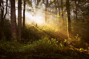 STOCK: Misty Forest light 8