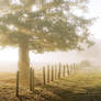 STOCK: Tree and fence in misty light